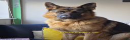 German Shepherd dogs for sale: German Shepherd Puppies – Elite German Bloodlines - Advert 6