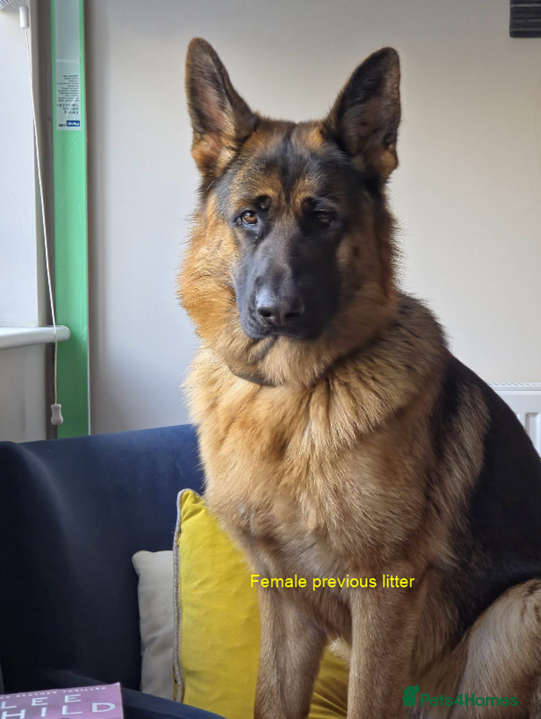 German Shepherd dogs for sale: German Shepherd Puppies – Elite German Bloodlines - Advert 6