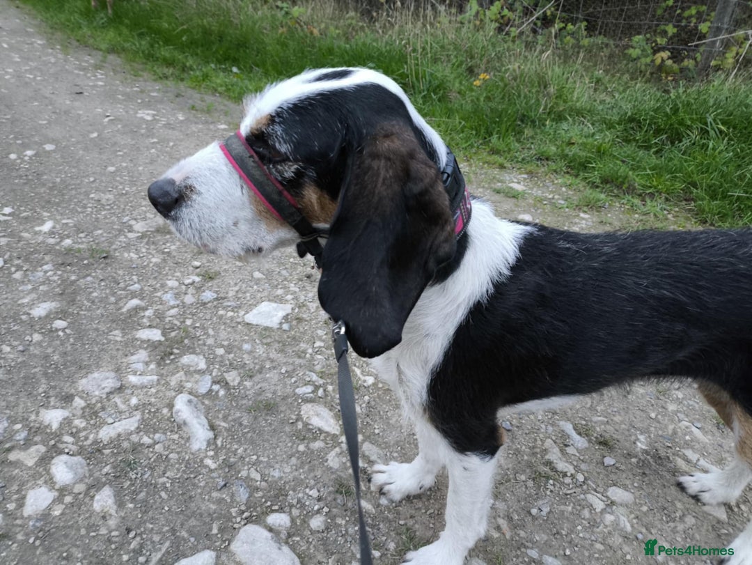 Mixed Breed dogs for adoption: Bonny - playful Griffon for adoption - Image 23