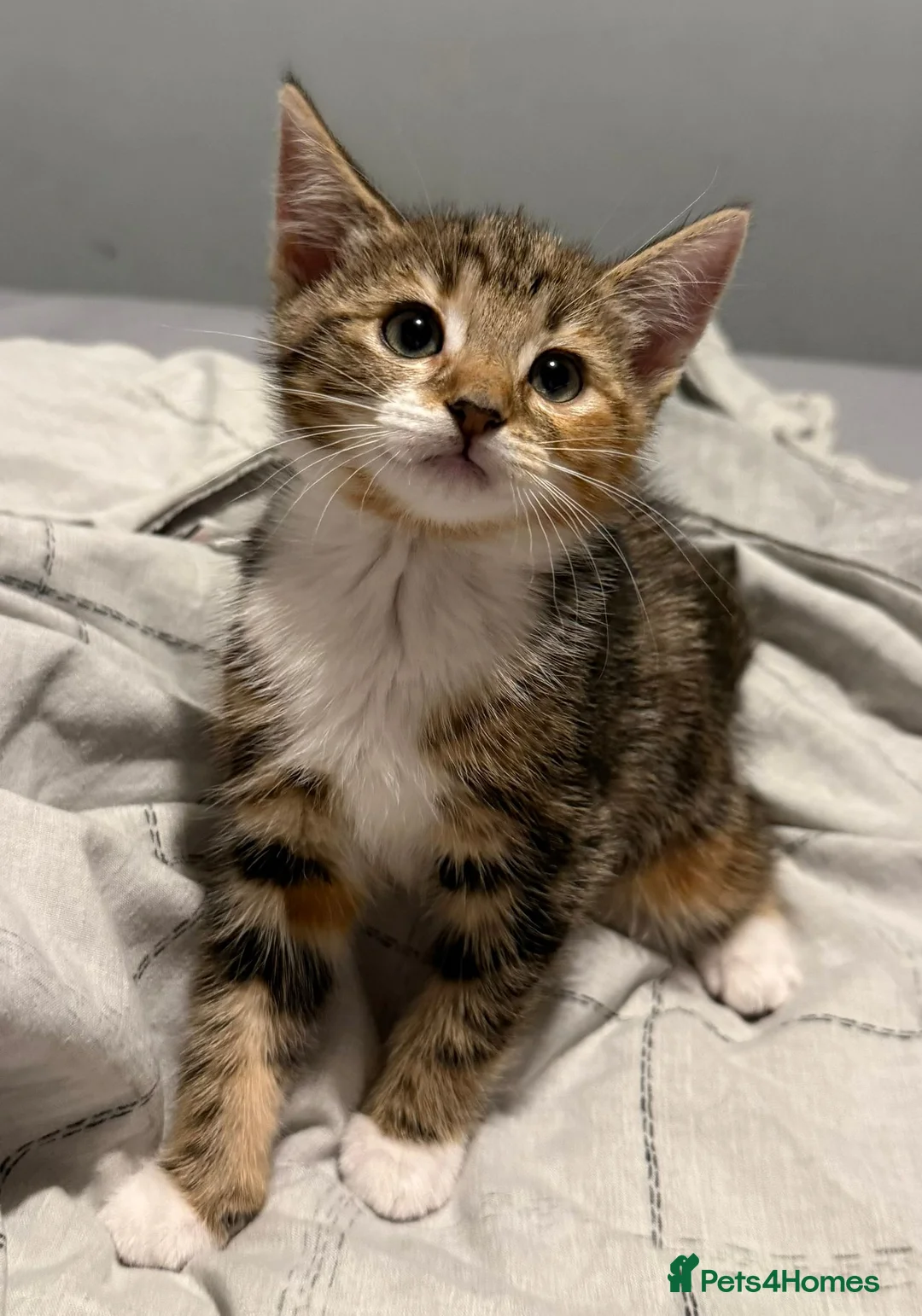 Domestic Shorthair cats for sale: 3 beautiful tabby kittens - Advert 2