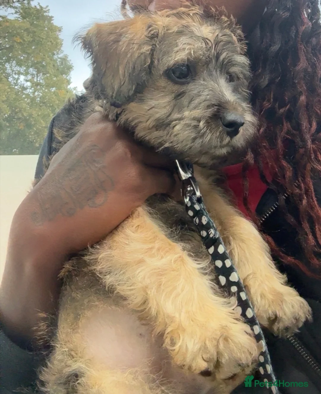 Mixed Breed dogs for sale: Beautiful Poodle Cross Puppy - Advert 2
