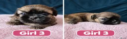 Shih Tzu dogs for sale: Puppy for sale  in Glasgow - Advert 5