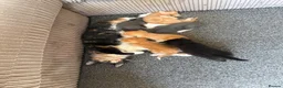 Mixed Breed cats for sale: Half ragdoll kittens  - Advert 40