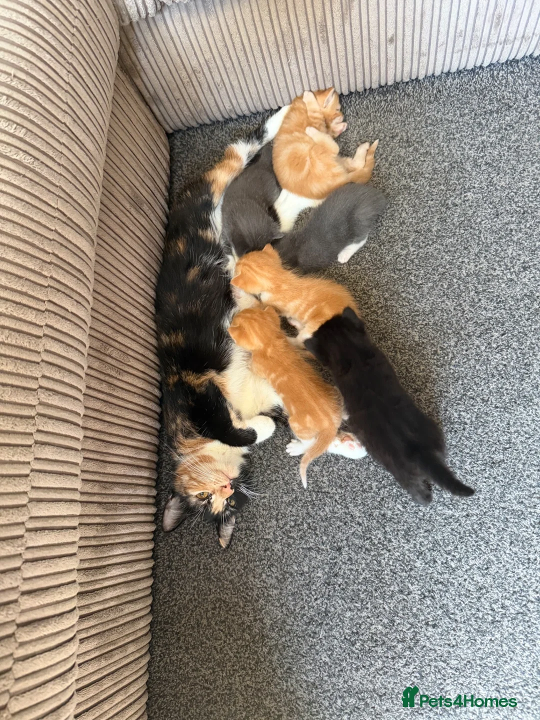 Mixed Breed cats for sale: Half ragdoll kittens  - Advert 40