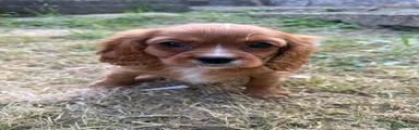 Cavalier King Charles Spaniel Puppy 1