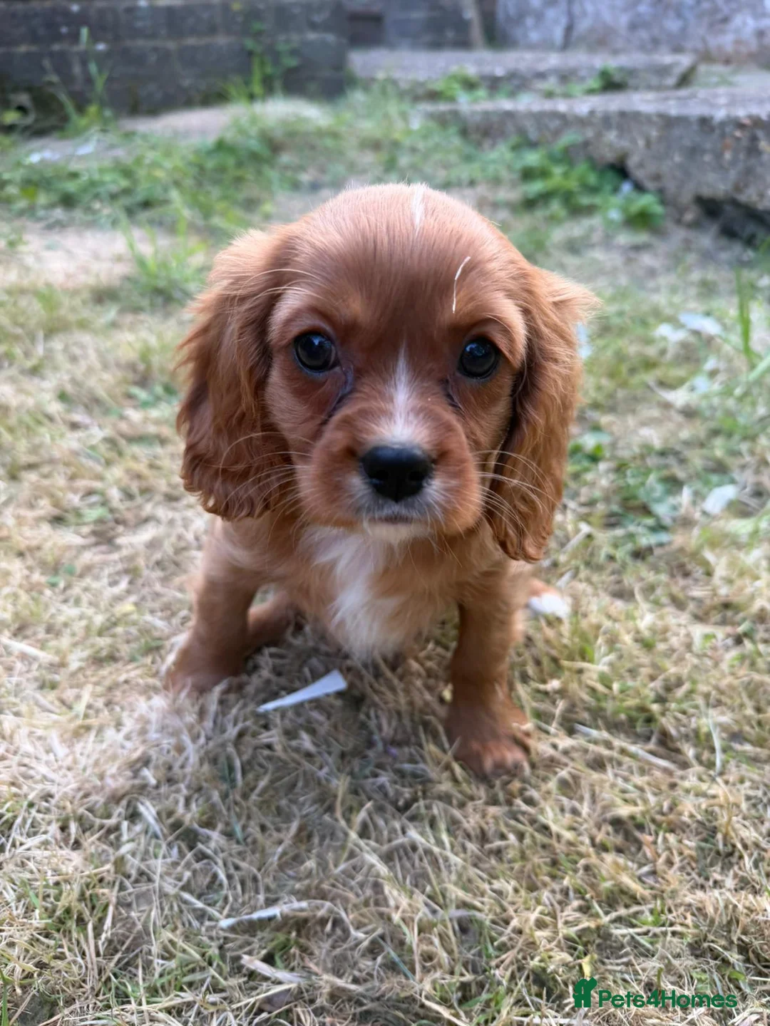 Cavalier King Charles Spaniel dogs for sale: Cutest king charles cavalier puppies - Advert 20