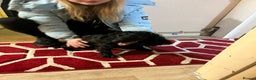 Cockapoo dogs for sale: 2 black stunning girls cockerpoos - Advert 18