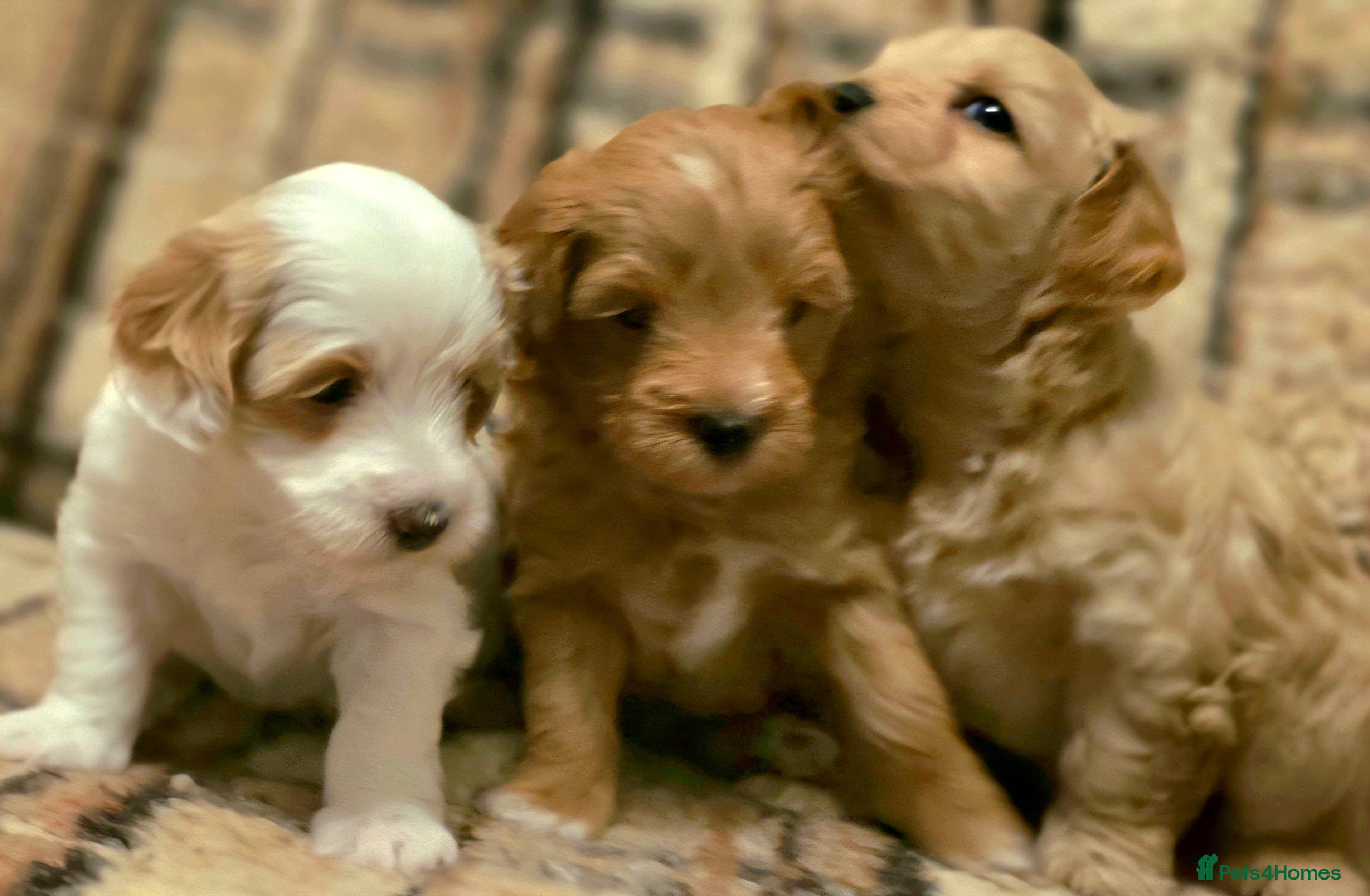 Maltipoo dogs Maltipoo Puppies with Confirmed Parentage - Advert 5
