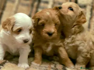 Maltipoo dogs Maltipoo Puppies with Confirmed Parentage - Advert 5