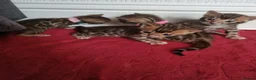 Bengal cats for sale: Bengal Kitten in Weston-super-Mare - Advert 3