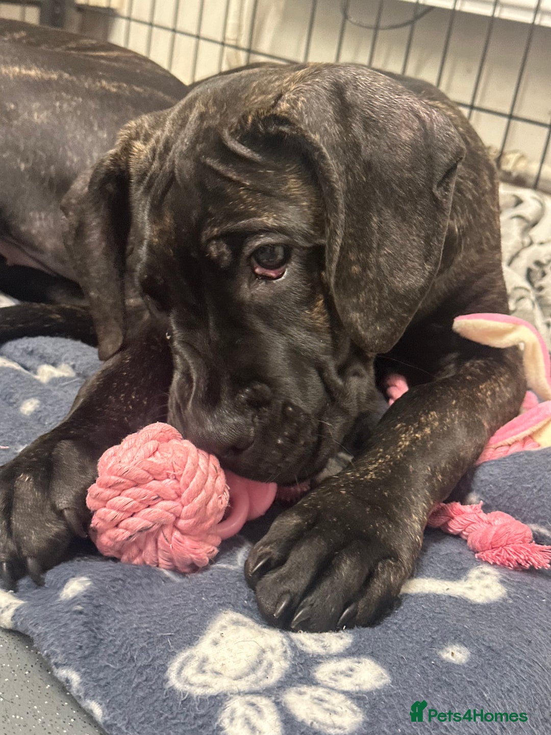 Cane Corso dogs for sale: CLOSING ADVERT ONCE REVIEWS ARE MADE - Advert 13