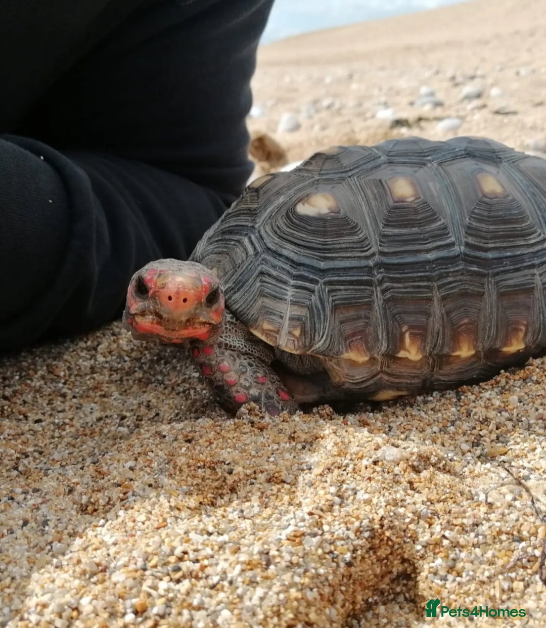 Tortoise reptiles for sale: Cherry head redfoot tortoise  - Image 3