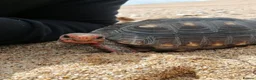 Tortoise reptiles for sale: Cherry head redfoot tortoise  - Advert 3