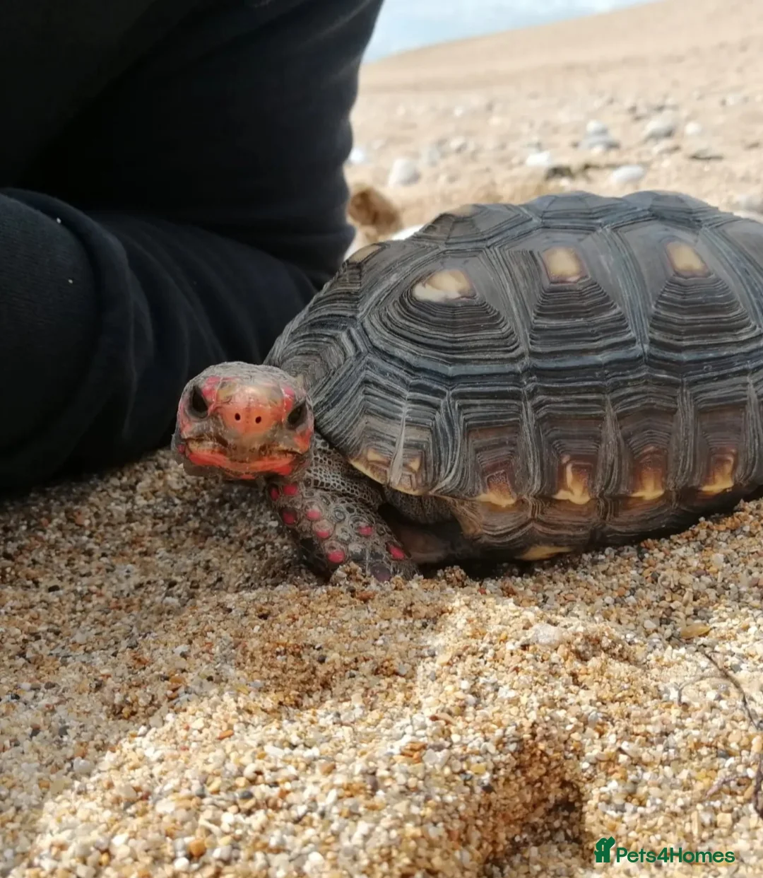 Tortoise reptiles for sale: Cherry head redfoot tortoise  - Advert 3