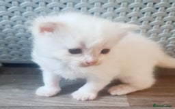 Ragdoll cats for sale: Pure ragdoll kittens - Image 13
