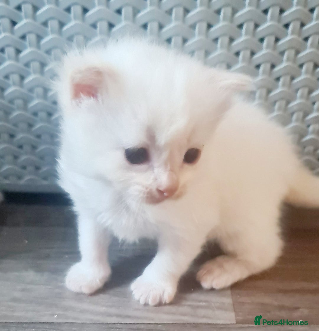 Ragdoll cats for sale: Pure ragdoll kittens - Image 13