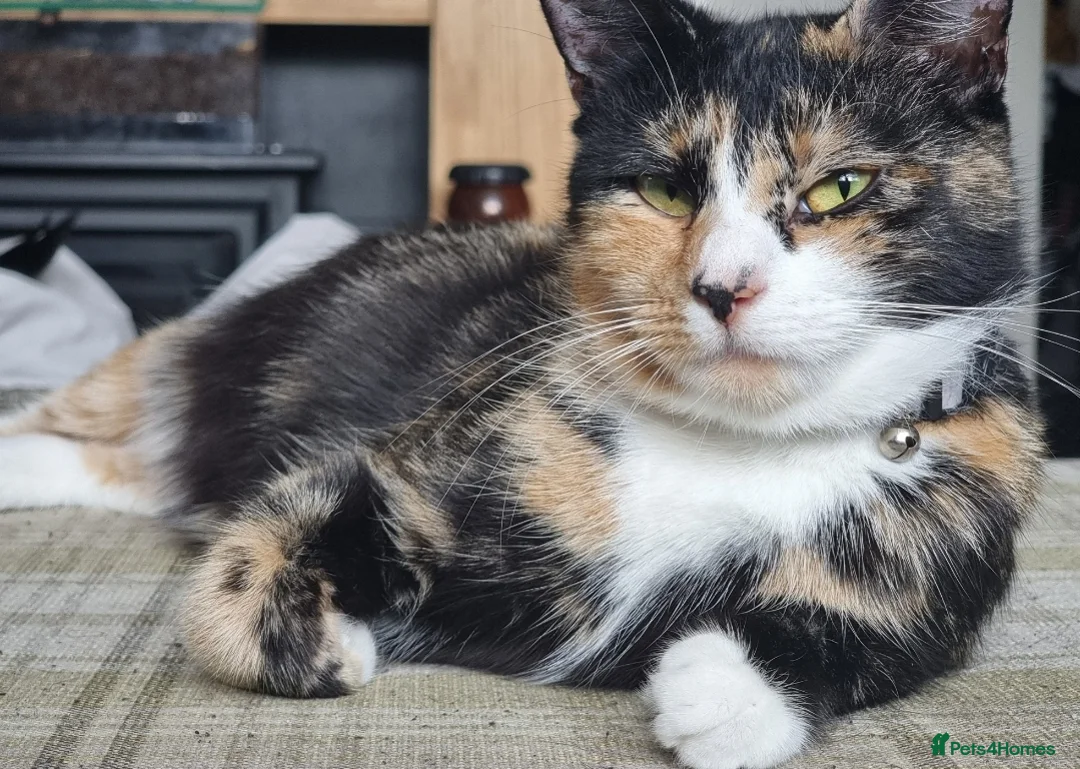 Mixed Breed cats for sale: 4 kittens ready to leave.  - Advert 2