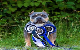 American Bully dogs for sale: GrCh Big Bounty x TIKTOK litter - Image 1
