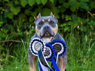 American Bully dogs for sale - Advert 1