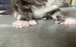Maine Coon cats for sale: Beautiful Maine coon kittens for sale - Image 11