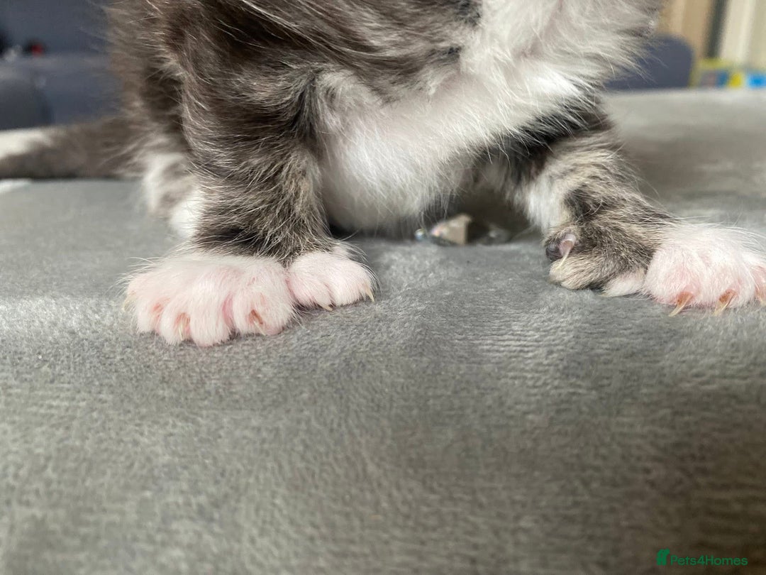 Maine Coon cats for sale: Beautiful Maine coon kittens for sale - Image 11