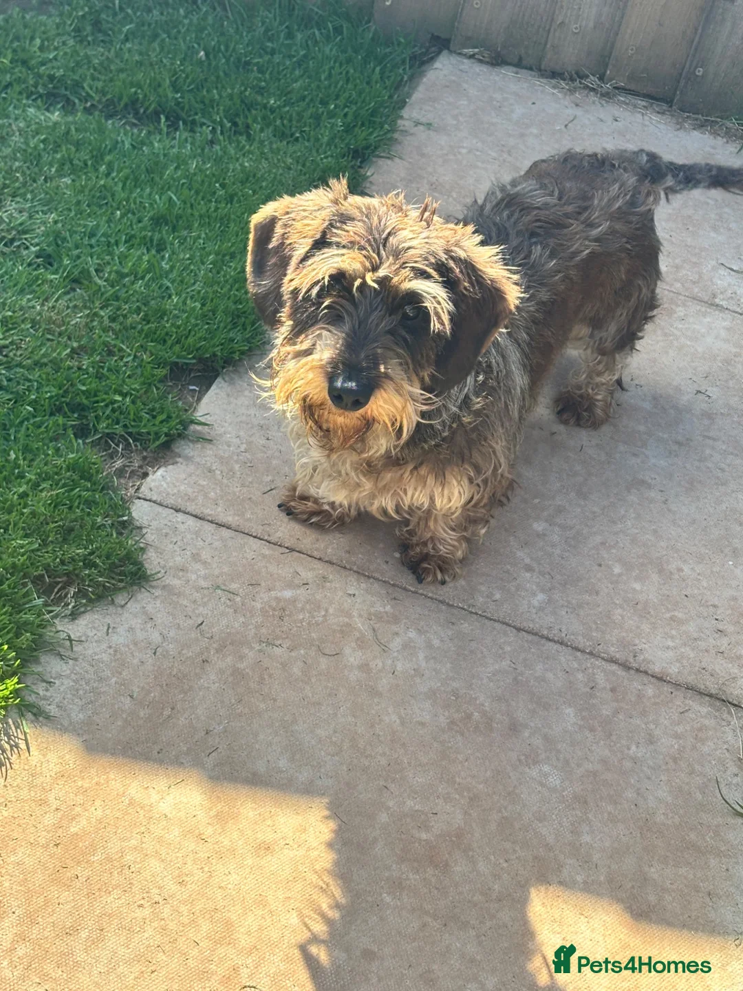 Miniature Dachshund dogs for sale: kc reg wire haired miniature dachshund  - Advert 1