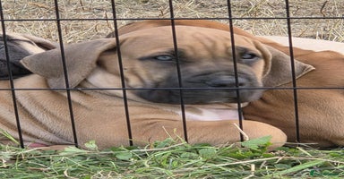 Boerboel dogs - Advert 14