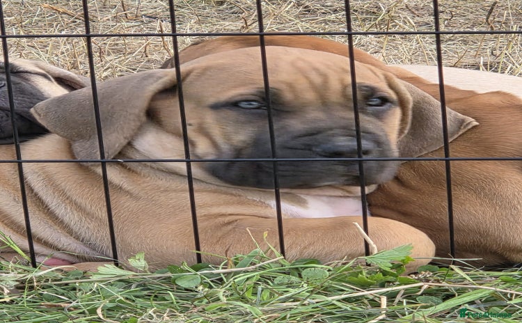 Boerboel dogs - Advert 1