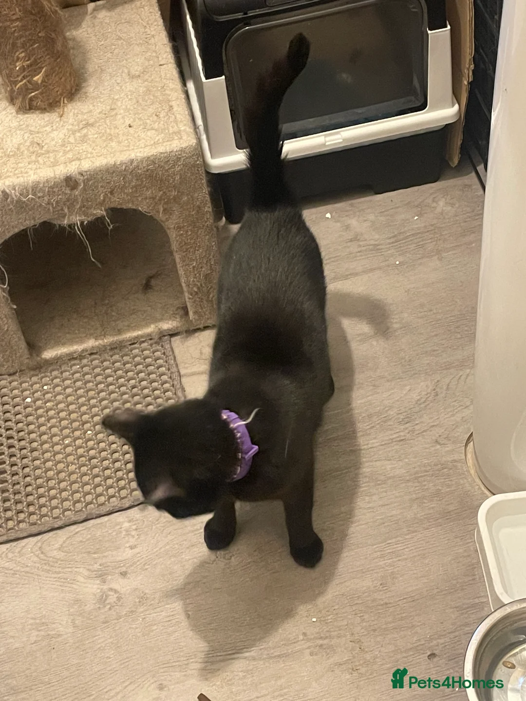 Mixed Breed cats for sale: Rider and Houdini  in Mansfield - Advert 3
