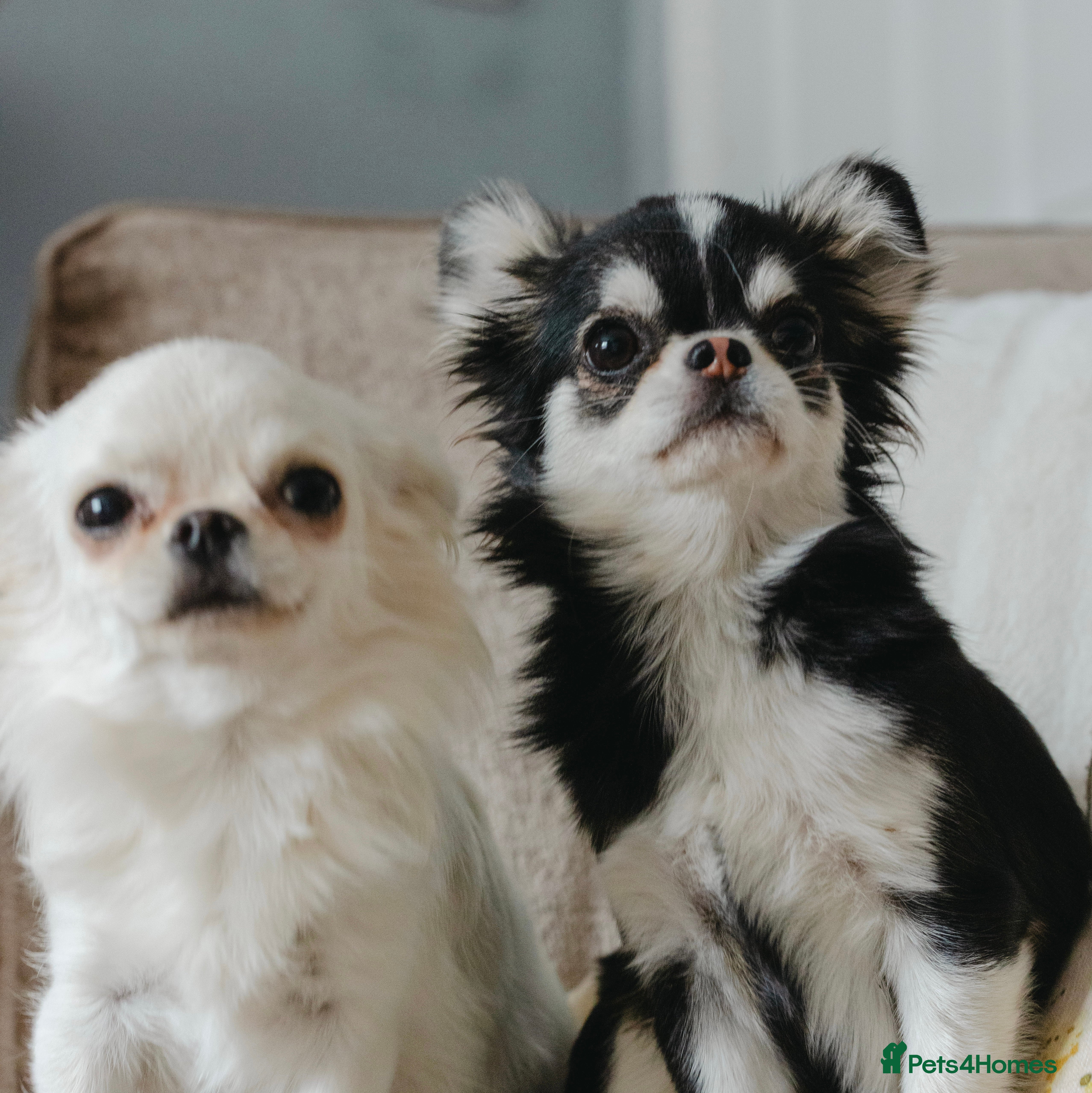 Chihuahua dogs Unique husky marking LC chihuahua girl  - Advert 6