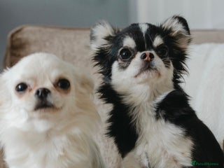 Chihuahua dogs Unique marking husky LC chihuahua girl - Advert 1