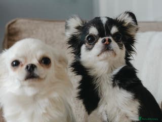 Chihuahua dogs Unique husky marking LC chihuahua girl - Advert 18