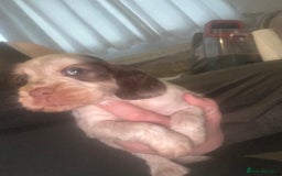 Cocker Spaniel dogs for sale: 🔥 rare coloured show type cocker spaniels  - Image 25