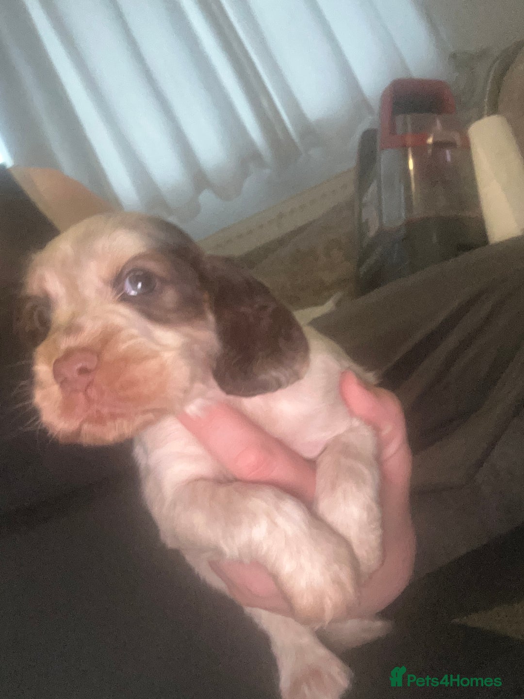 Cocker Spaniel dogs for sale: 🔥 rare coloured show type cocker spaniels  - Image 25