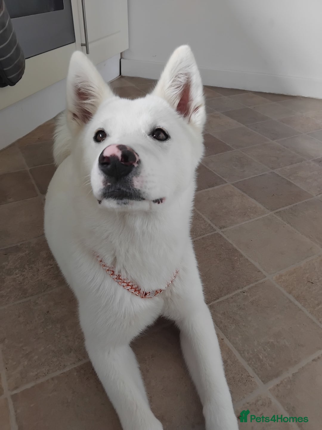Japanese Akita Inu dogs for sale: Female 6 month akita - Image 4