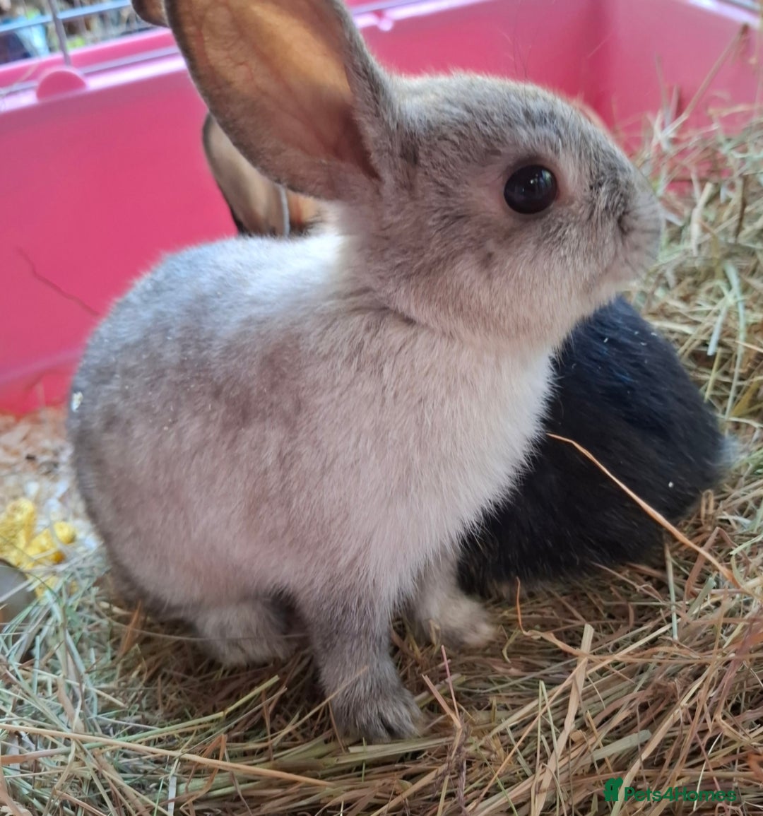 Mixed Breed rabbits for sale: Netherland dwarf x Dutch rabbits - Image 6