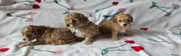 Cockapoo dogs for sale: Cockapoo mini toy in Leeds - Advert 10