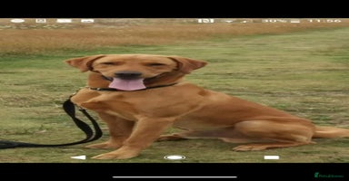 Labrador Retriever dogs - Advert 8