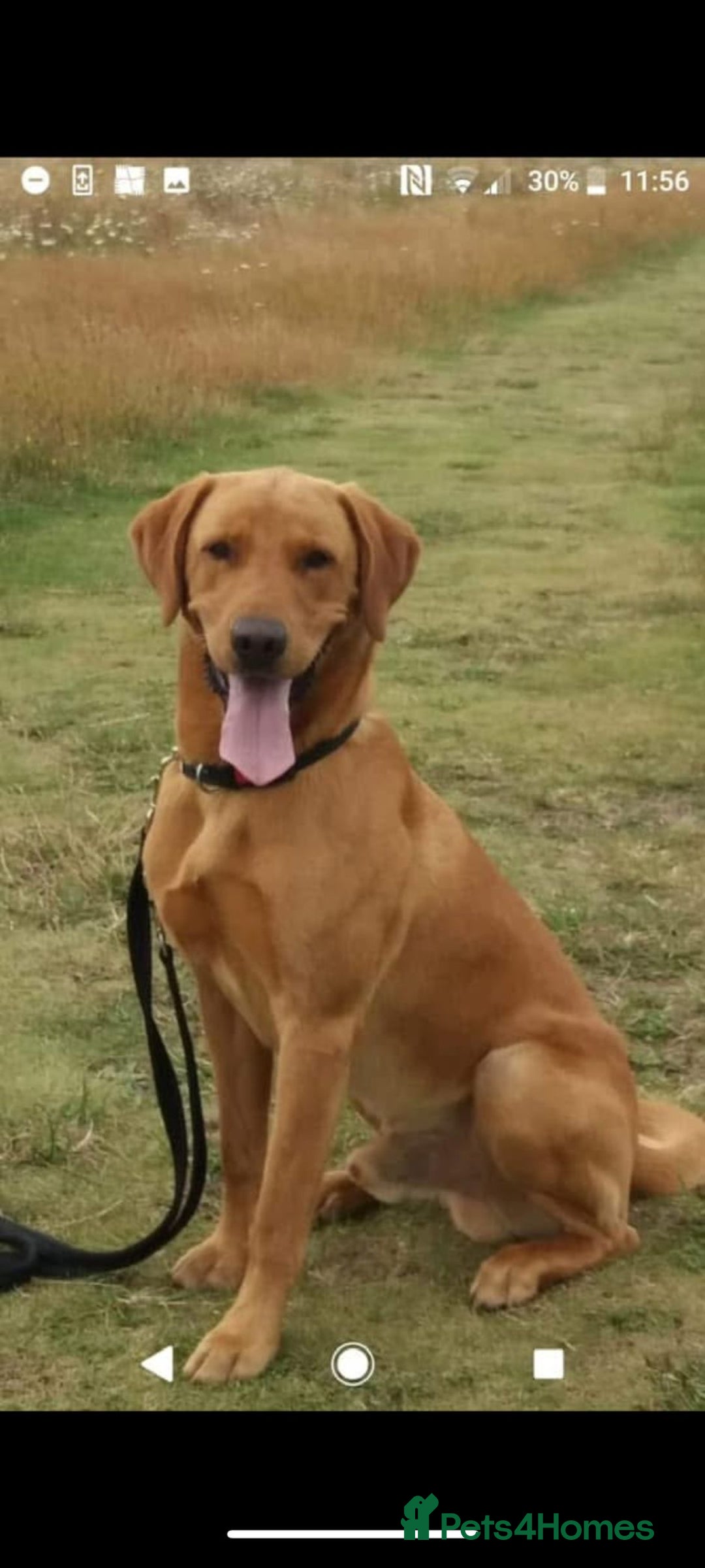 Labrador Retriever dogs for sale: 6 beautiful Labrador (all reserved)  - Advert 3