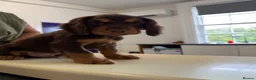 Cocker Spaniel dogs for sale: working cocker spaniel puppies  - Advert 5