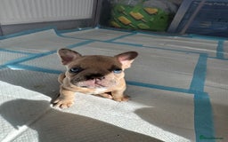 French Bulldog dogs for sale: French bulldog puppies - Image 7