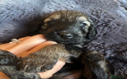 Schnoodle dogs for sale: Gorgeous schnoodle puppies  - Image 21