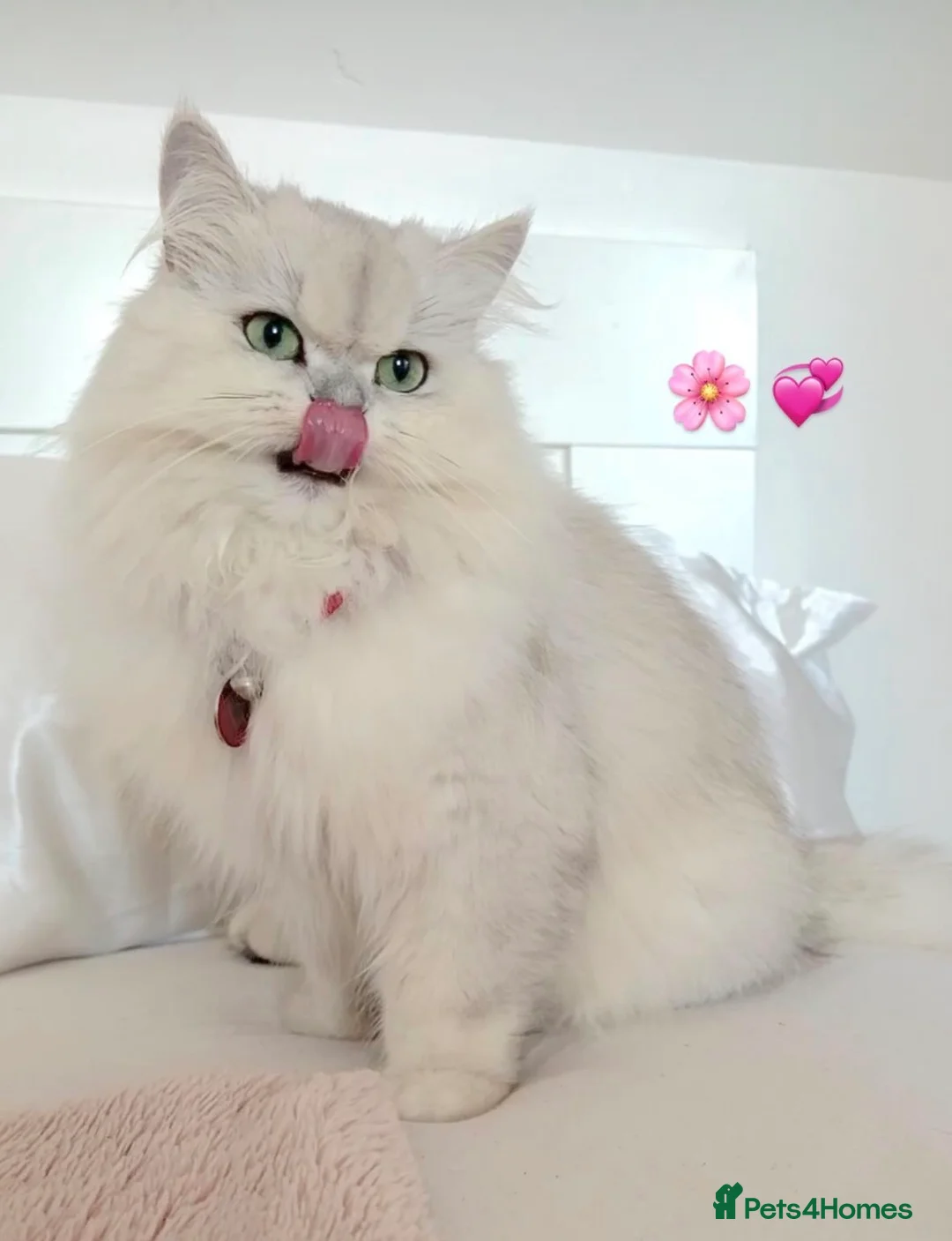 British Longhair cats for sale: British longhair cross kittens  - Advert 1