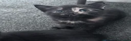 Domestic Shorthair cats for sale: Beautiful kittens - Advert 13