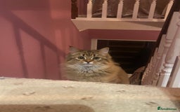 Bengal cats for sale: Bengal x Persian 5 months old - Advert 6