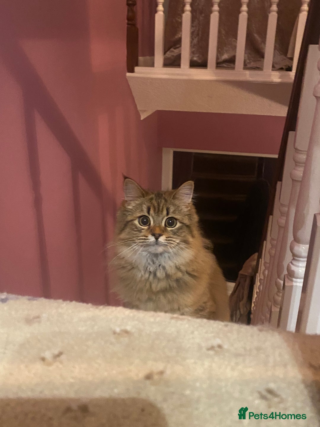 Bengal cats for sale: Bengal x Persian 5 months old - Advert 6