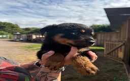 Rottweiler dogs for sale: beautiful pedigree rottweilers  - Image 2