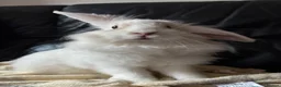 Mini Lion Lop rabbits for sale: 6 month old Lion Lop Rabbit in Sunderland - Advert 2
