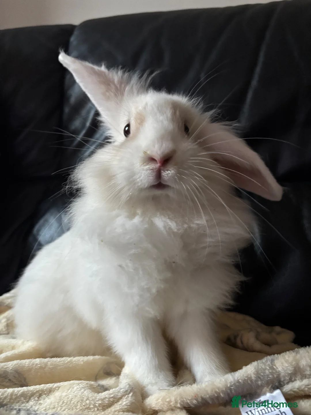 Mini Lion Lop rabbits for sale: 6 month old Lion Lop Rabbit in Sunderland - Advert 2