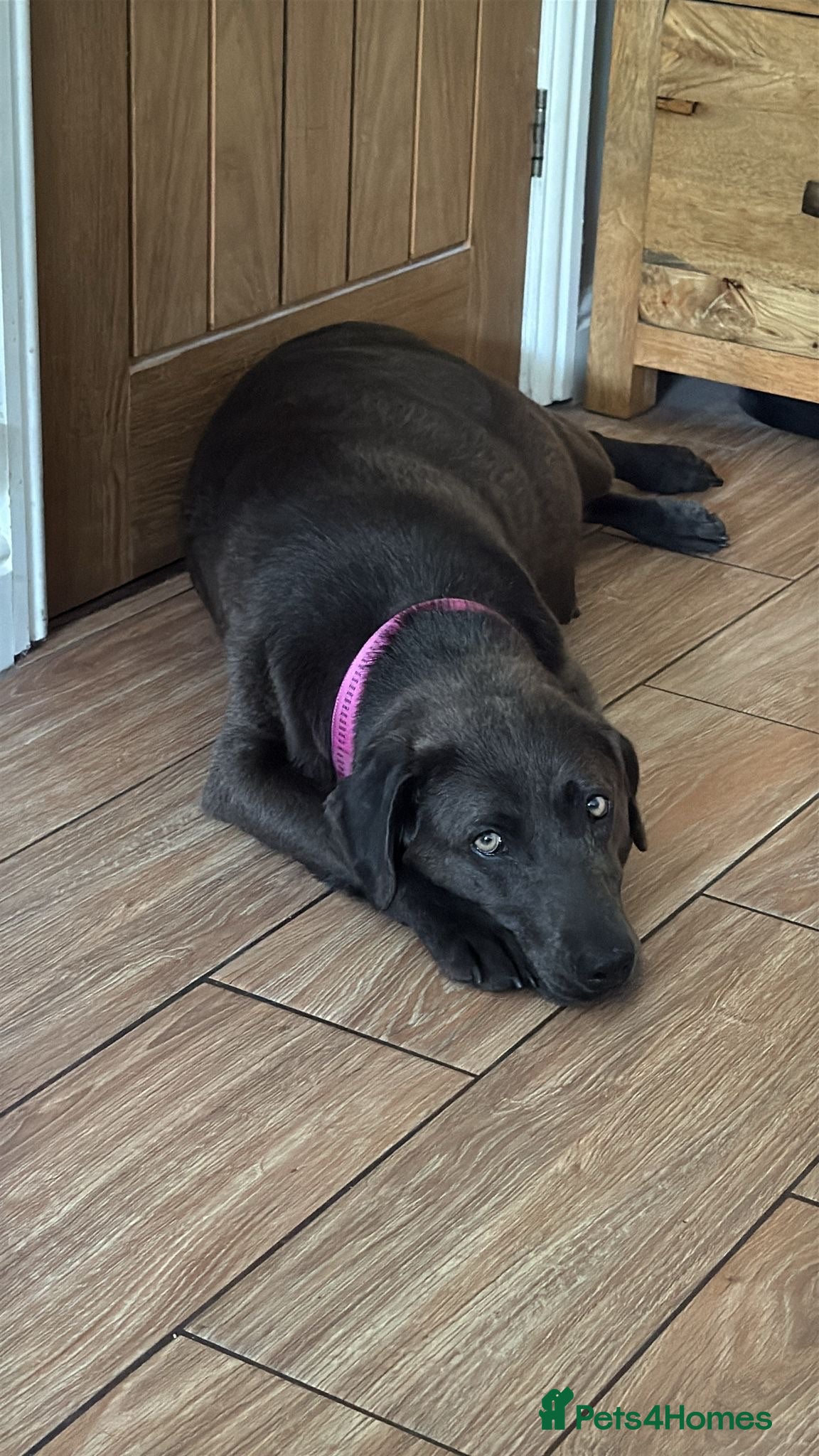 Labrador Retriever dogs 🐶 KC LABRADOR PUPPIES DUE SOON 🐶 - Advert 1